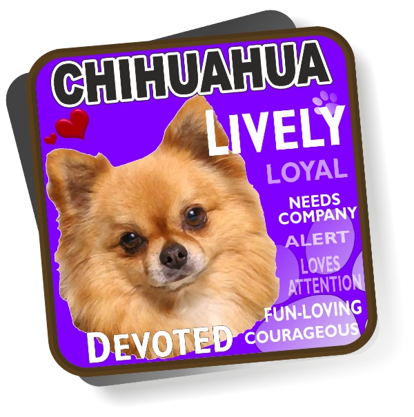 Coaster - Chihuahua No3