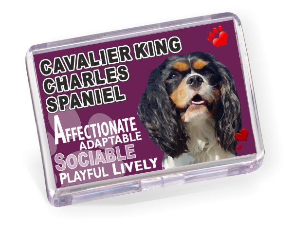 Fridge Magnet - Cavalier King Charles Spaniel No2